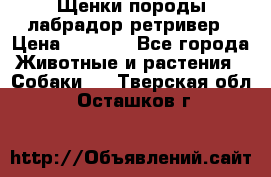 Щенки породы лабрадор ретривер › Цена ­ 8 000 - Все города Животные и растения » Собаки   . Тверская обл.,Осташков г.